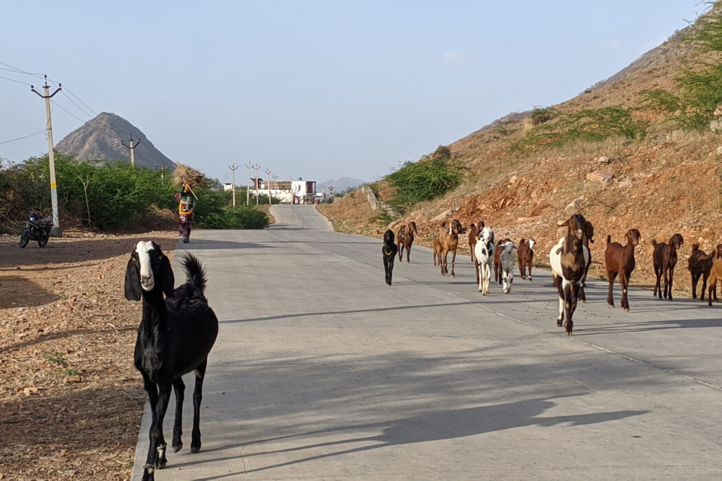 Goats walking home on the road between Pushkar and Kharekhari