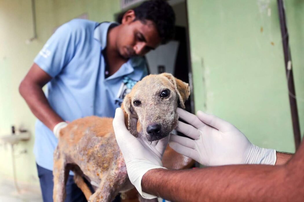 Tolfa team members assess a dog with Mange