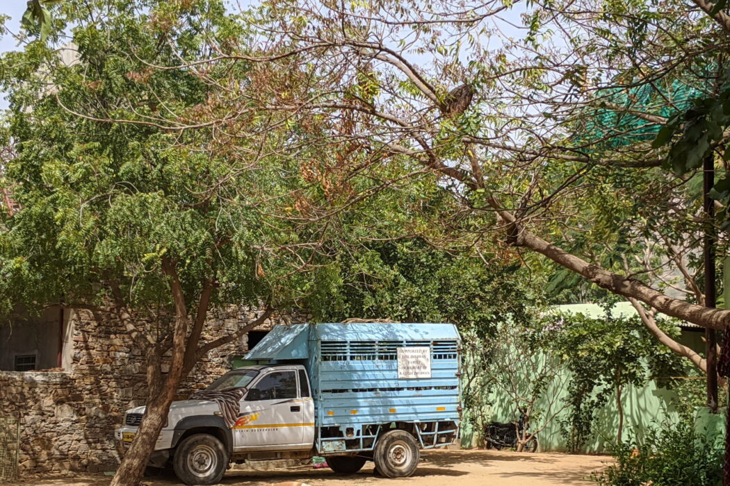 TOLFA vehicle under the trees next to a lying dog