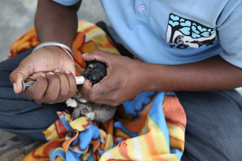 Close up of a team member feeding a small puppy with a syringe
