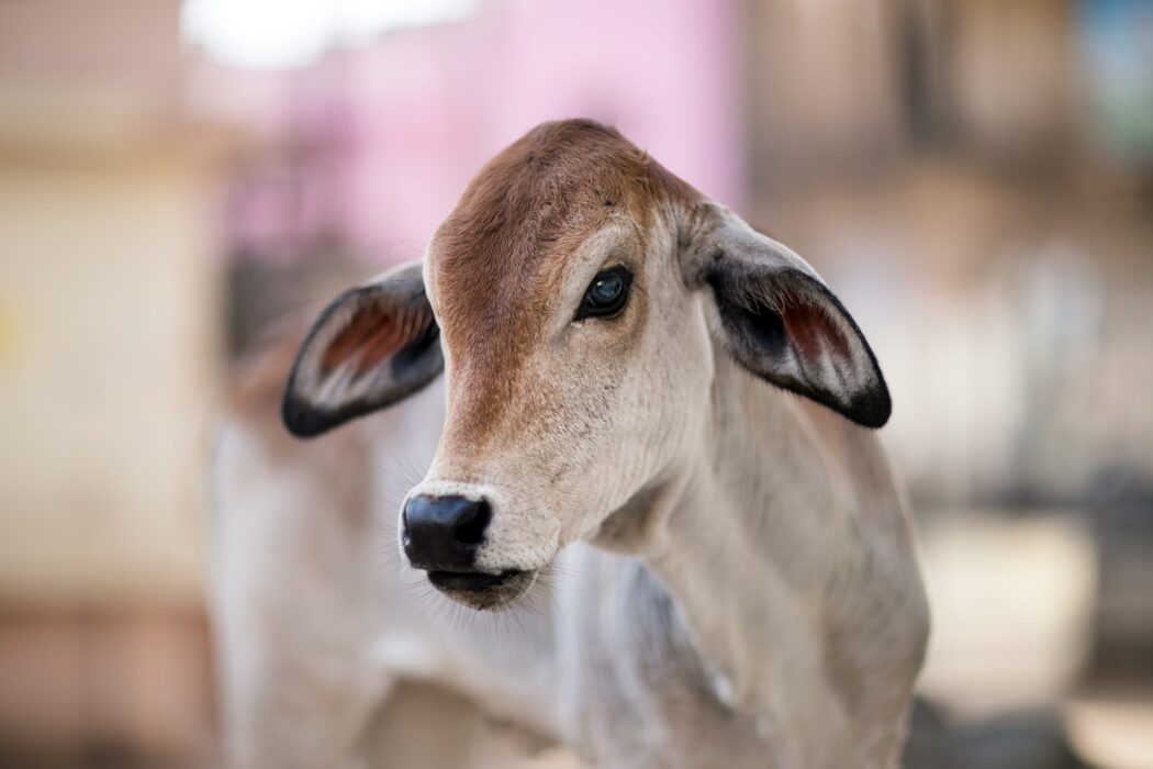 A white calf