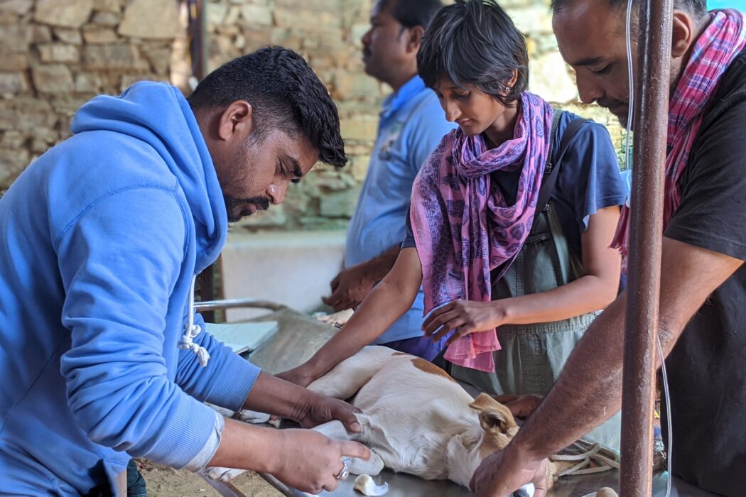 Team member Kishore treats an owned dog as the owners look on