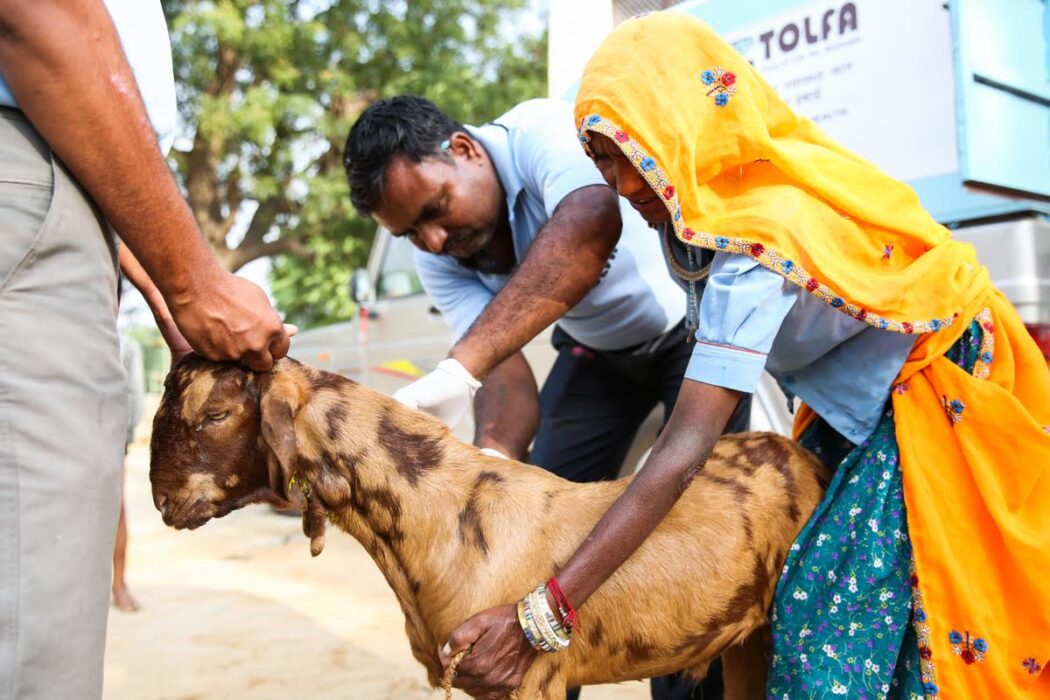 Tolfa staff giving treatment to a goat
