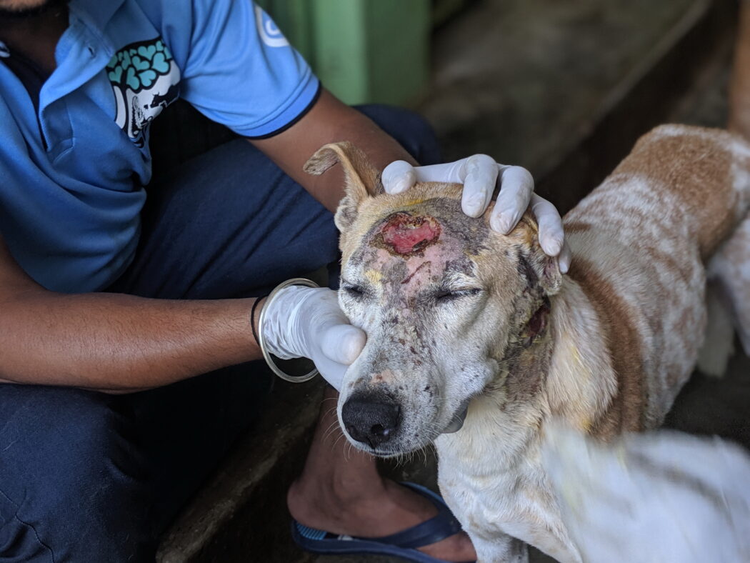 Treating a tan and white dog with a head wound