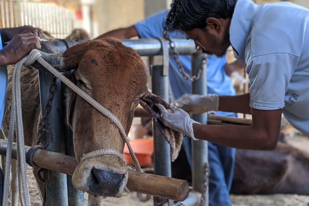 Large animal team treating a brown cow with an ear wound