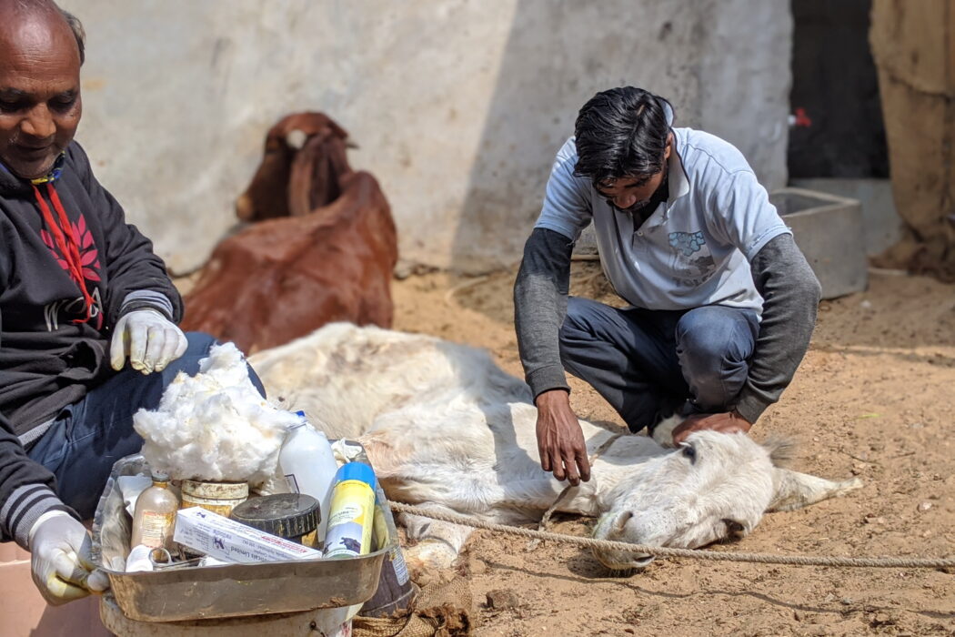 Large animal team treating a white donkey