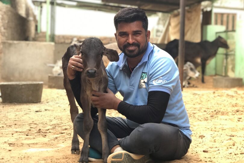 Team member with a calf