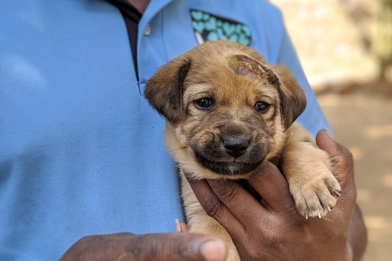 Close up of a brown puppy with a head wound