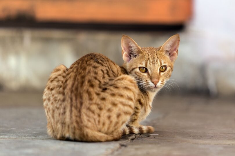 Ginger cat looking over their shoulder