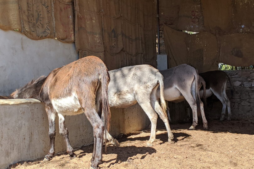 A row of donkeys feeding from the trough