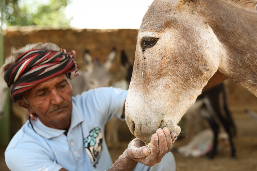 A team member feeding a donkey