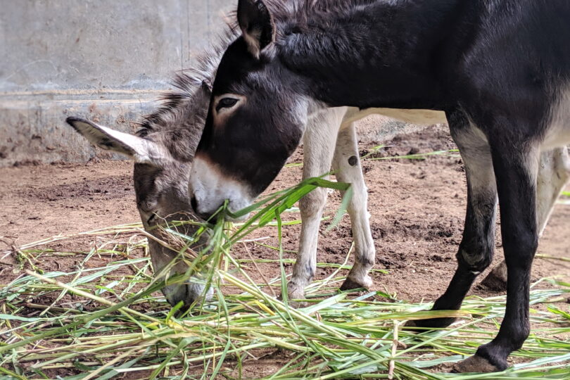 Two donkeys eating long green grass