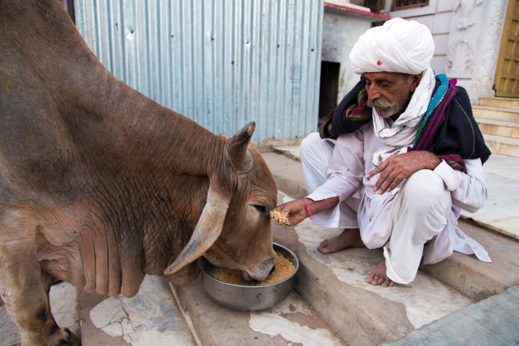 Rajasthani man feeding a cow on the steps