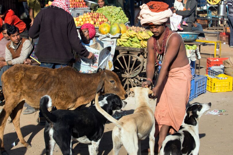 Rajasthani man feeding dogs in the market