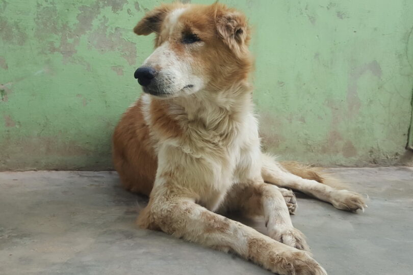 Portrait of tan and white fluffy street dog sitting