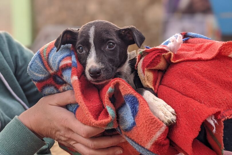 A black and white puppy is held in a red blanket