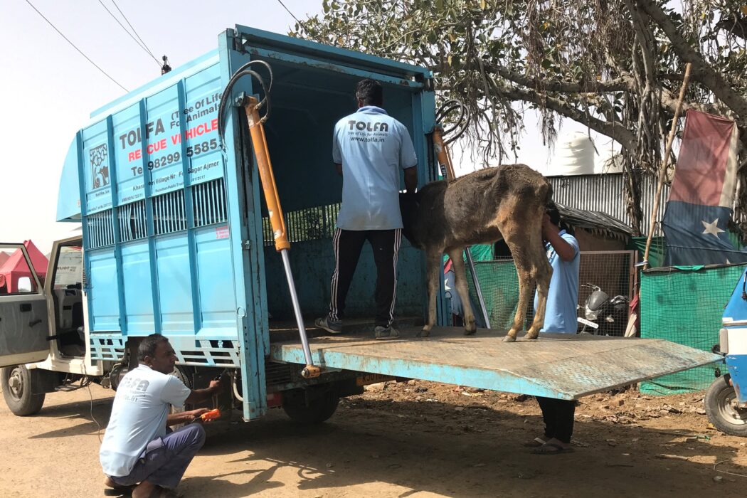 A calf is being loaded into the TOLFA rescue vehicle