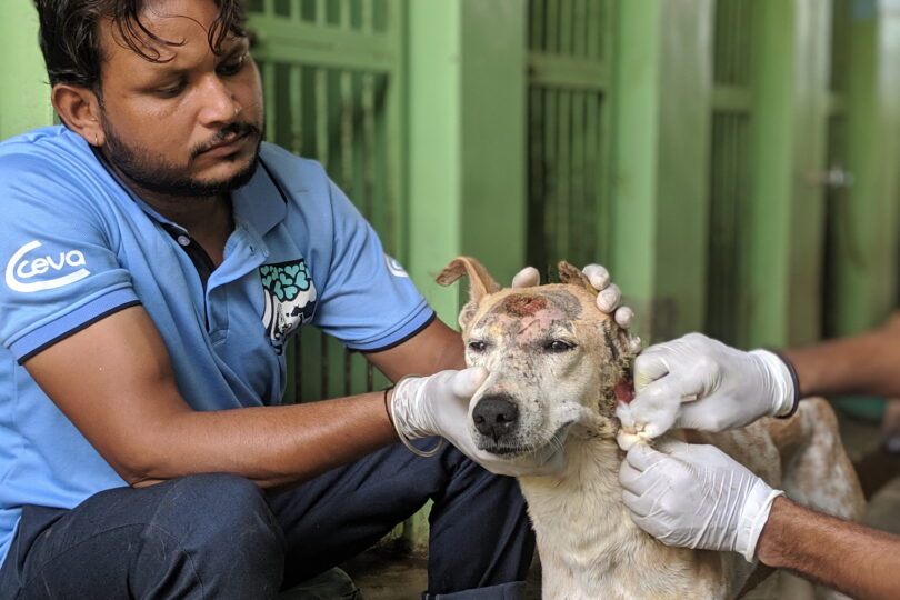 Dog with head wound being treated by TOLFA staff in Kennels
