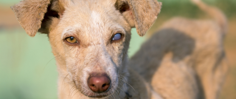 a light coloured puppy looking to camera with one bluish eye