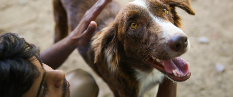 TOLFA staff member touching a smiling brown and white dog