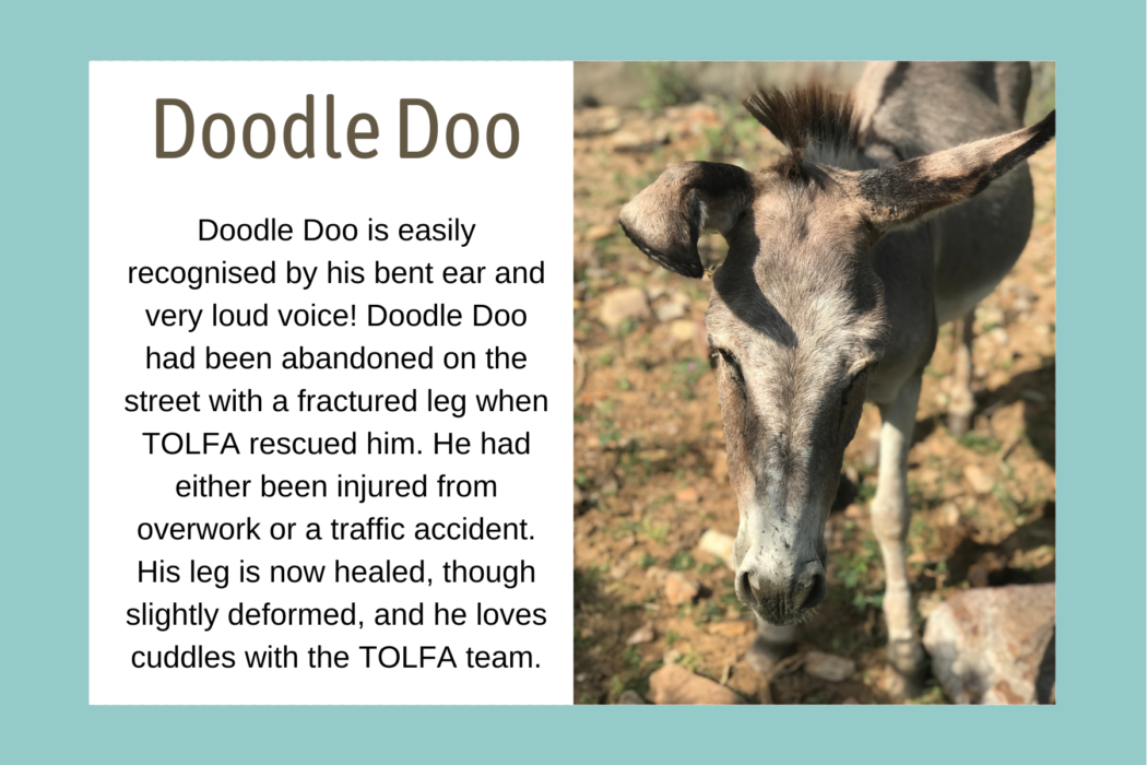 bio graphic for Doodle Doo