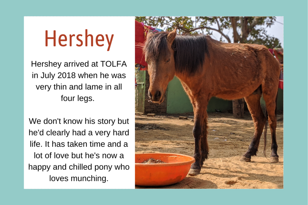Bio graphic for Hershey