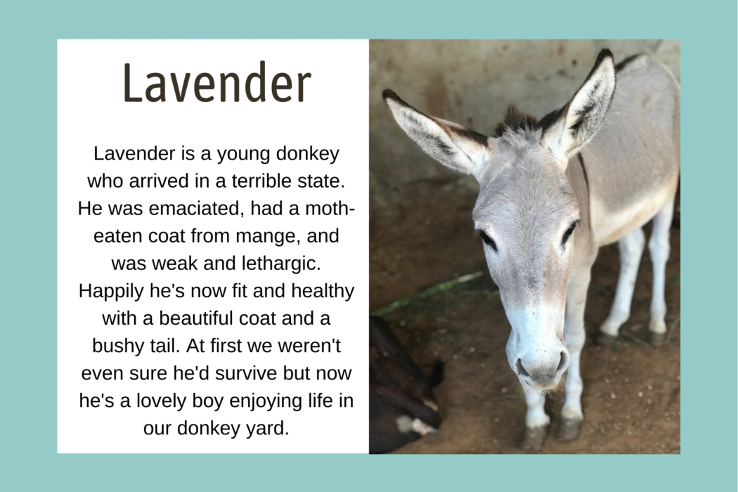 Bio graphic for Lavender
