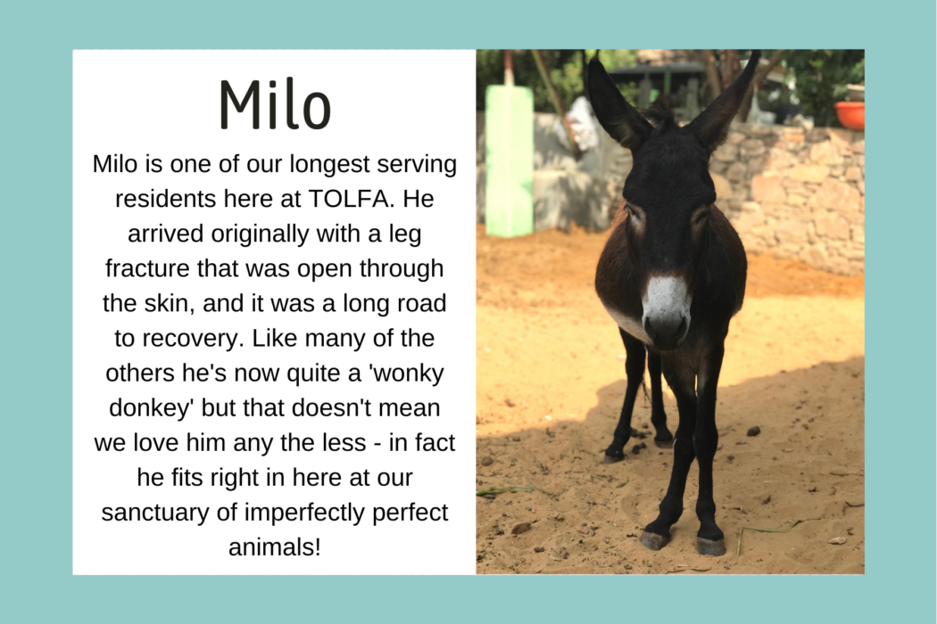 Bio graphic for Milo