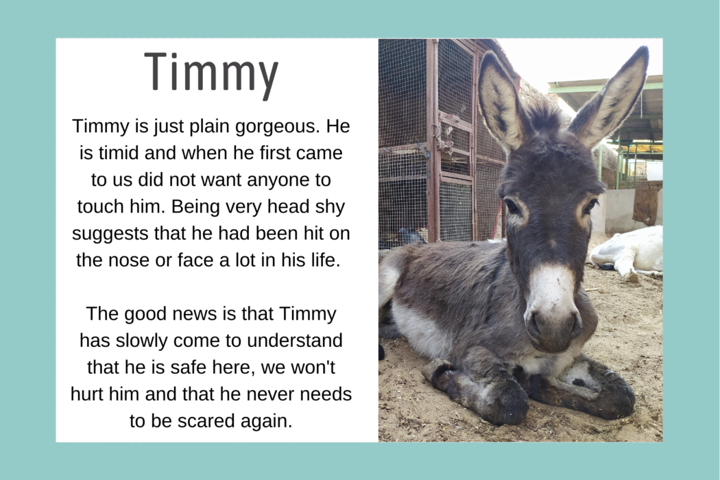 Bio graphic for Timmy