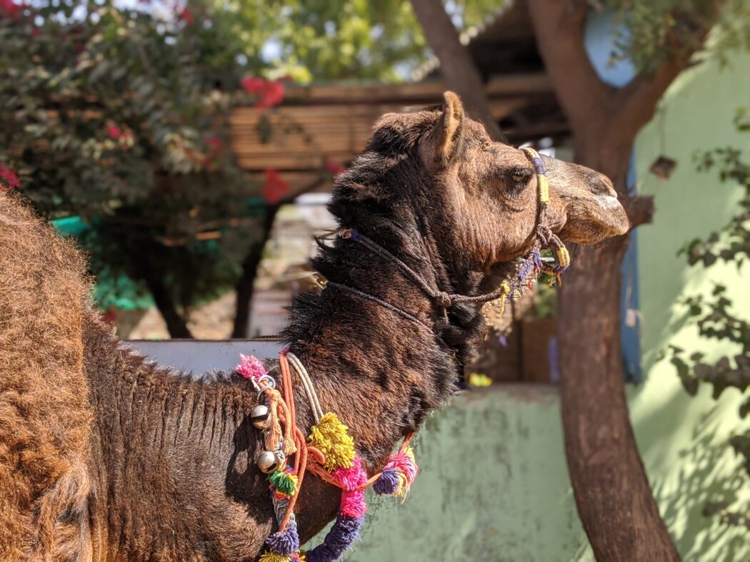 A decorated camel - Suraksha