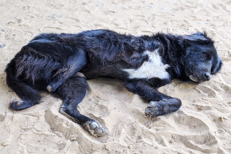 A black and white amputee dog lying on the sand