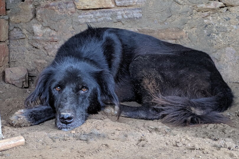 Black dog curled up looking at camera
