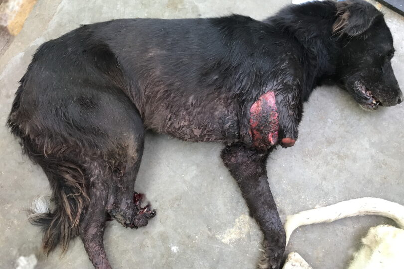 Black dog lying on the floor with injuries to two legs