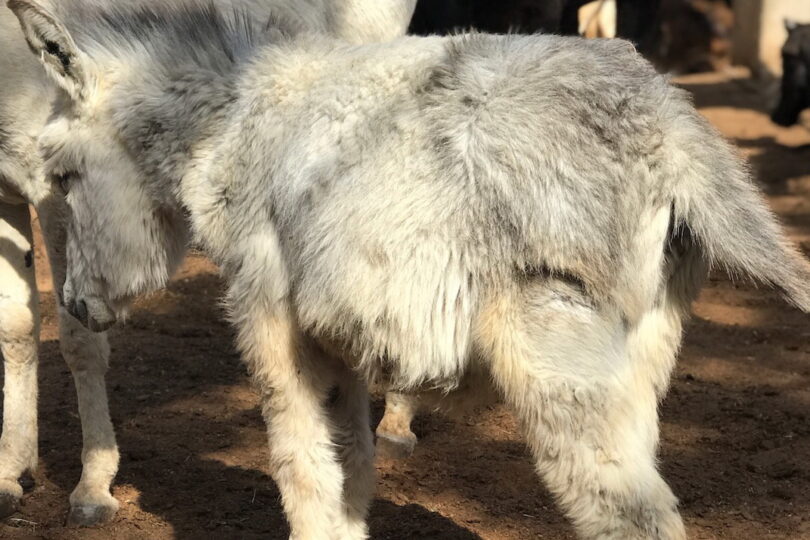Side of view of a white donkey foal showing healed wound on hip