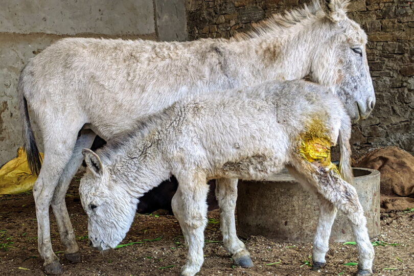 White donkey mother and foal standing, foal has a wound visible on his hip