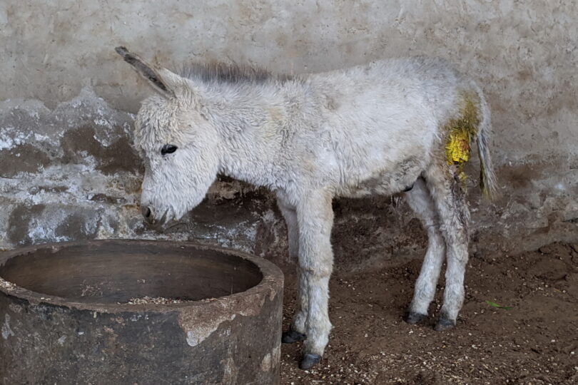White donkey foal standing on his own, yellow ointment on his hip wound
