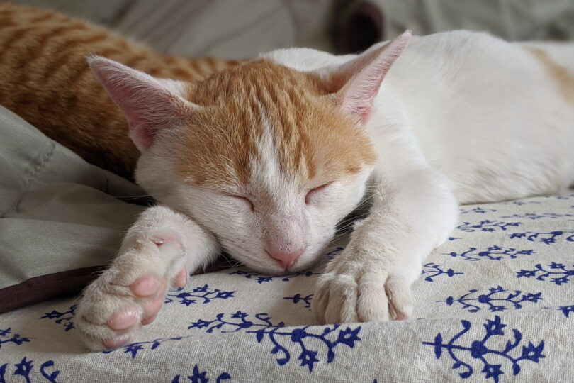 Ginger and white kitten sleeping with front paws outstretched