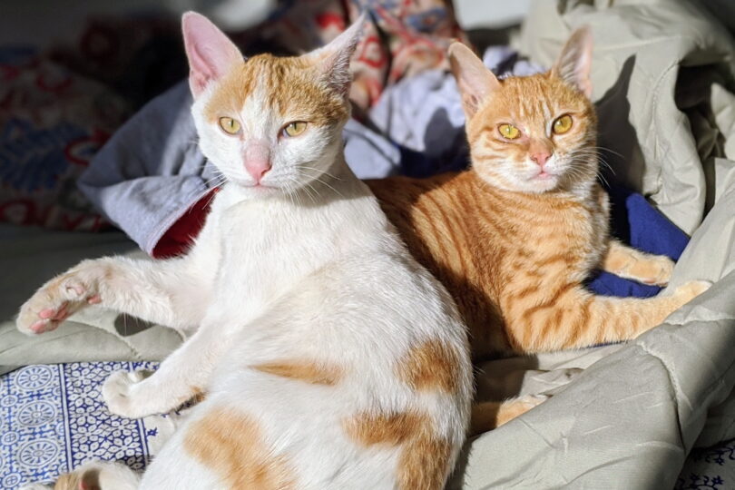 A ginger and white kitten and ginger kitten sitting together on blankets