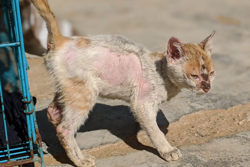 A small ginger and white kitten standing with mange on face and bald patches on his body