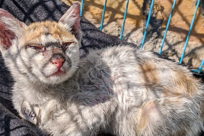 Small ginger and white kitten with severe mange sitting in a cage