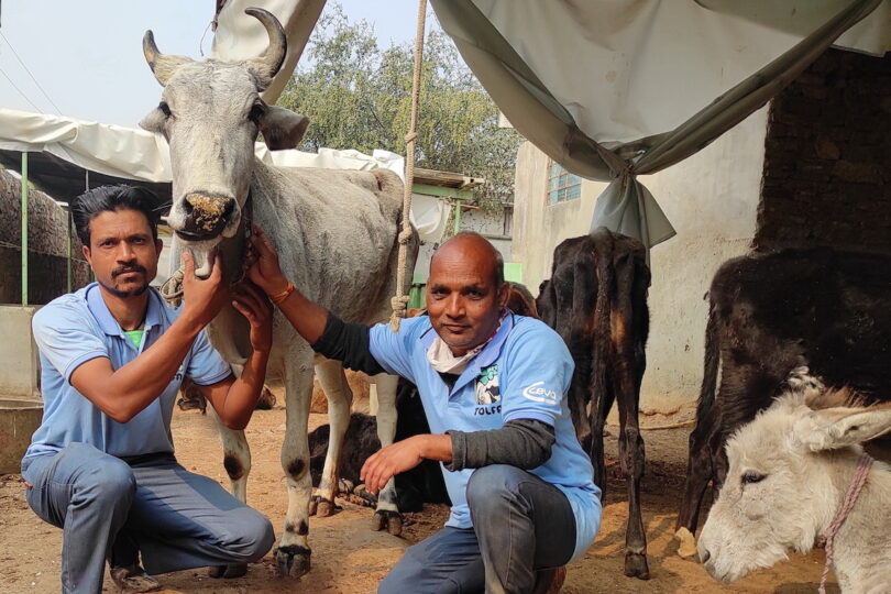 two TOLFA staff kneeling either side of a white cow