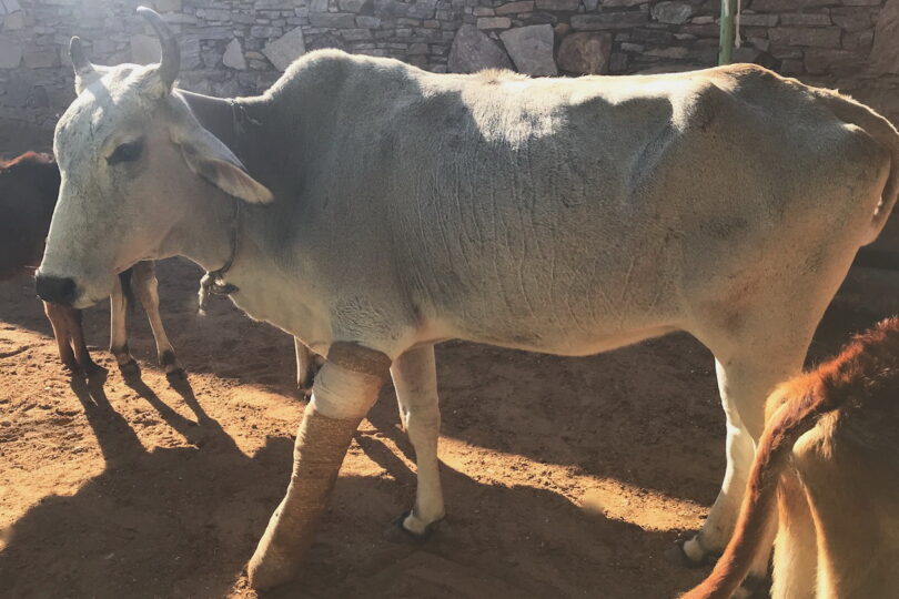 A white cow standing with one leg in a bandage