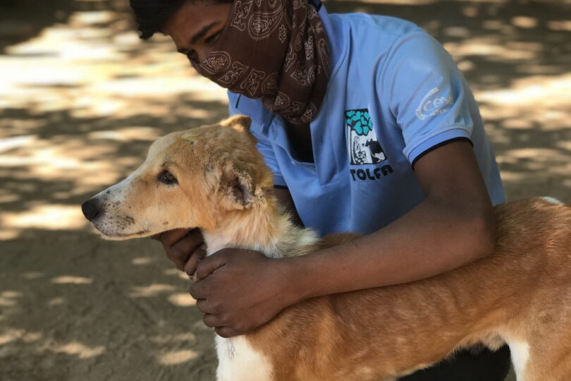 Tan and white dog with a staff member wearing a bandana over his face