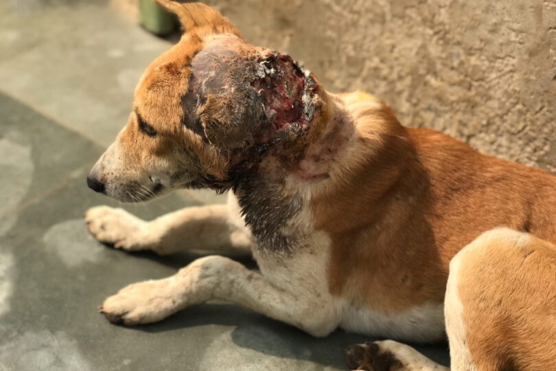 tan and white dog with a large maggot wound on the back of his neck