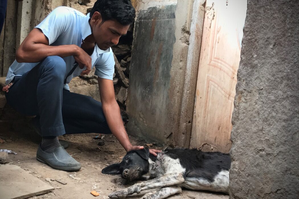 Tolfa staff member with collapsed street dog