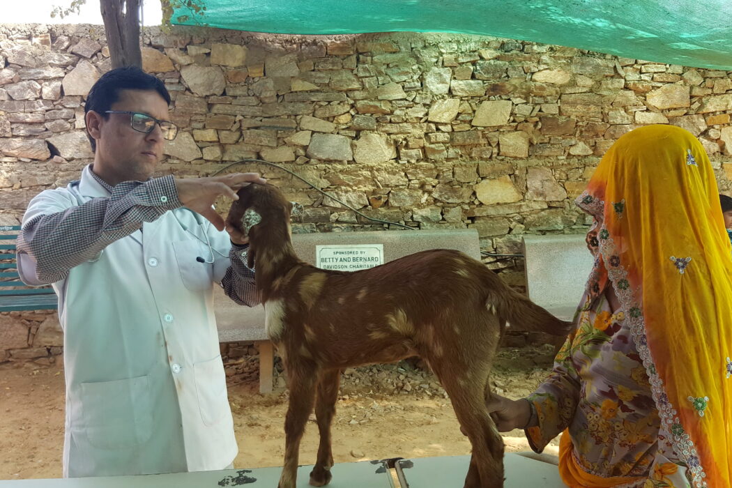 TOLFA vet examining young goat on a table at clinic