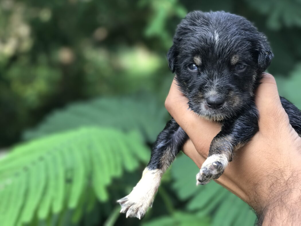 Close up of a hand holding a small black and white puppy