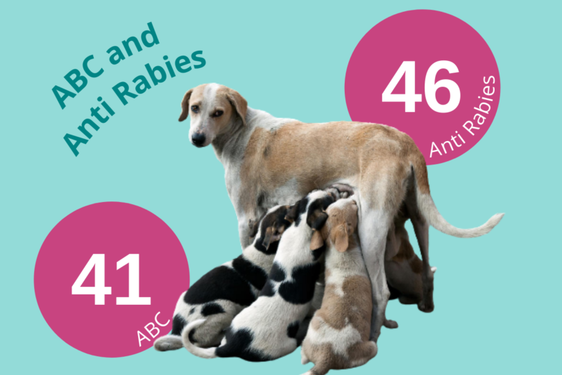 Graphic showing a mother dog with puppies and the number 46 for anti rabies and the number 41 for Animal Birth Control