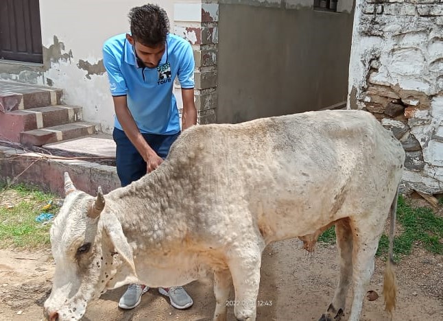 COW WITH LUMPS SKIN DISEASE BEING TREATED BY STAFF