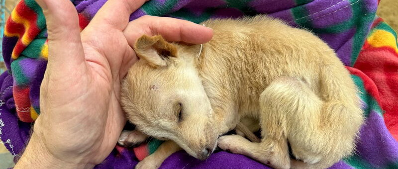 Puppy on a purple blanket being stroked by a white hand